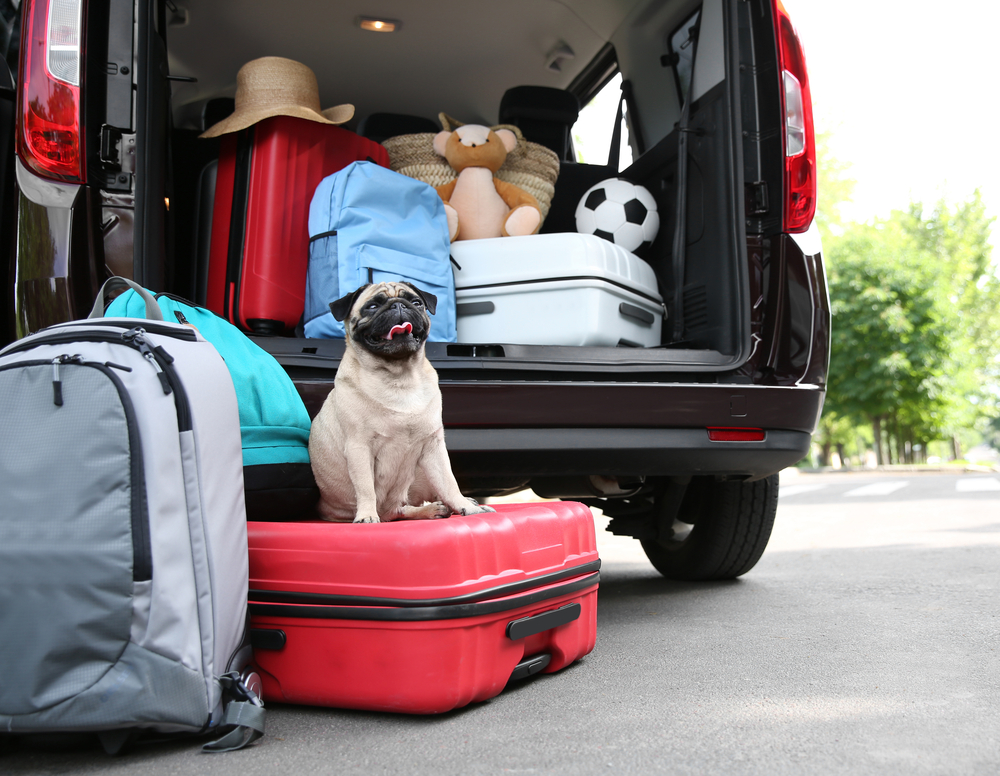 New Rules For Traveling With Pets