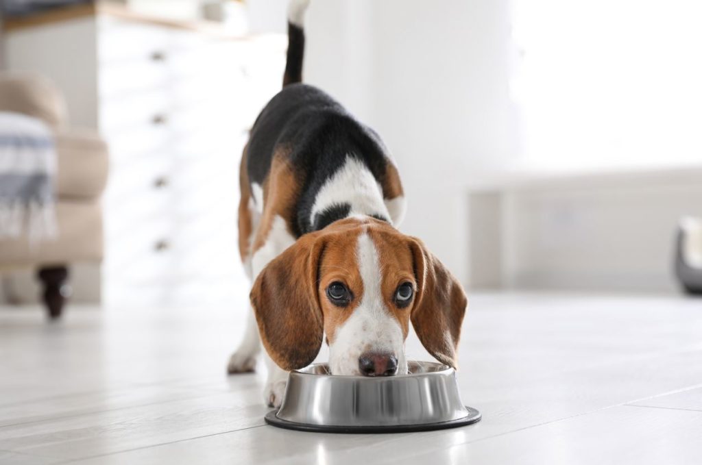Dog Eating food - Companion Animal Hospital